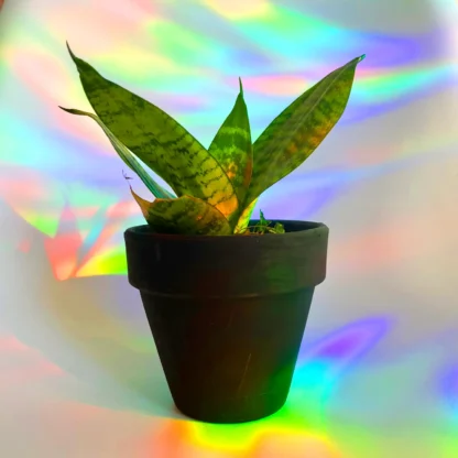 Retro Rainbow Suncatcher Sticker - Image 3